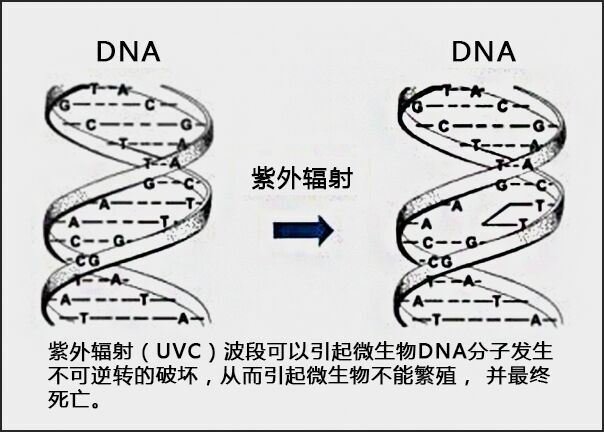 南美白對蝦養(yǎng)殖用中壓燈紫外線殺菌器工作原理