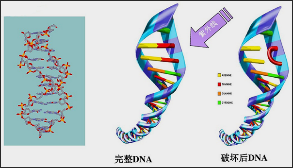 紫外線消毒機(jī)理